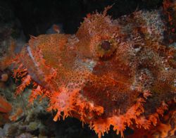 Saved by a whisker! Scorpion fish; Sea & Sea DX8000G, YS-... by Dennis Pfeffer 